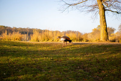 Duck in a field