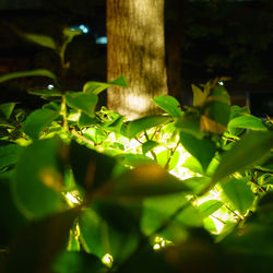 Close-up of fresh green plant at night
