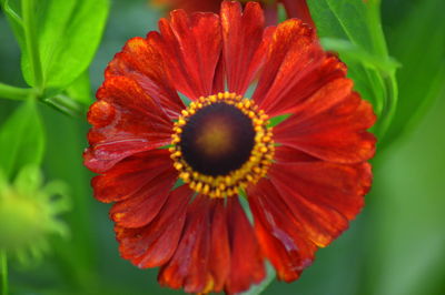 Close-up of red flower