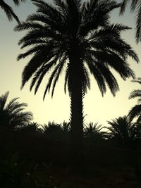 Low angle view of silhouette palm trees against sky