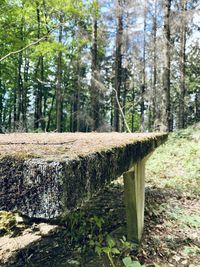 Trees growing in forest