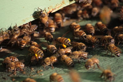 Close-up of bee on ground