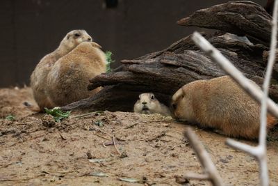 Animals feeding