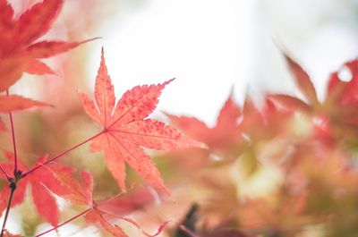 Close-up of maple leaves during autumn