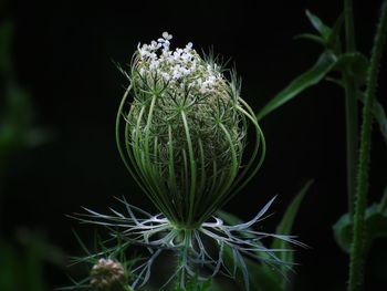 Close-up of flowering plant on field