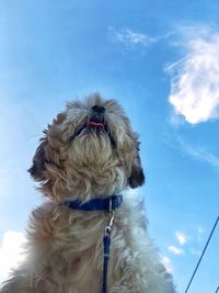 Low angle view of dog against the sky