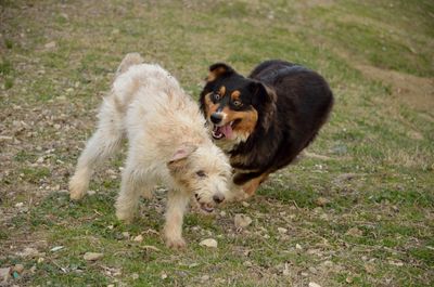 Dogs running on field