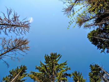 Low angle view of trees against clear blue sky