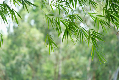 Close-up of pine tree