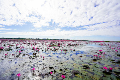 Pink water lily in lake against sky