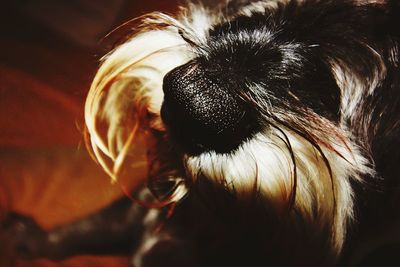 Extreme close up of animal eye