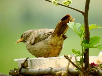 Side view of bird perching outdoors