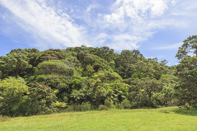 Trees in forest against sky