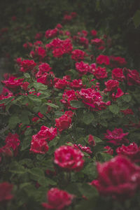 Close-up of pink flowers blooming outdoors