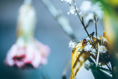 Close-up of insect on plant