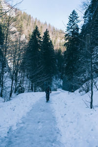 Trees in forest against sky during winter