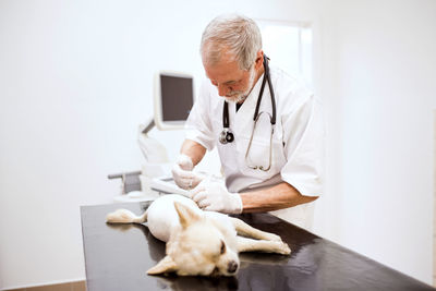 Senior vet giving dog an injection in clinic