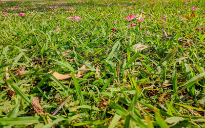 Close-up of flowering plants on field