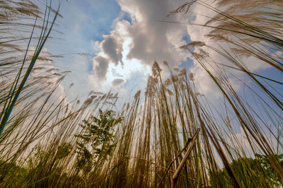 Low angle view of plants against sky