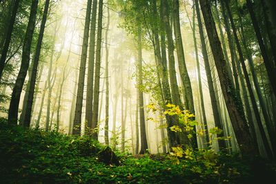 Low angle view of sunlight streaming through trees in foggy forest