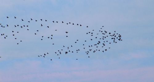 Low angle view of birds flying in sky