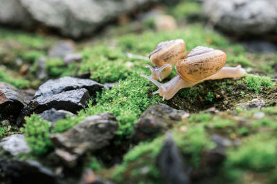 Close-up of snail on dirt road