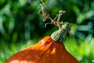 Close-up of an isolated pumpkin in the garden. gorgeous green blurred background