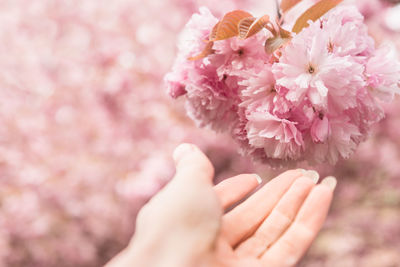 Close-up of hand holding pink cherry blossoms