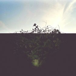 Close-up of silhouette plant against clear sky