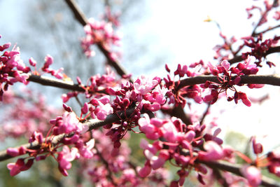 Close-up of pink flowers on branch