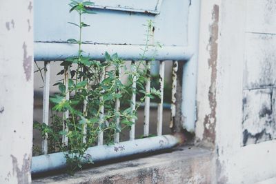 Close-up of plants against wall