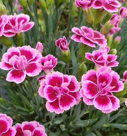 Close-up of pink flowers