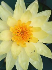 Close-up of yellow flowers blooming outdoors