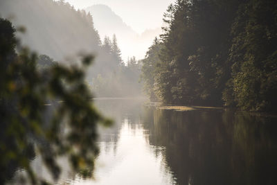 Scenic view of lake in forest