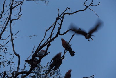 Low angle view of bird perching on bare tree against sky