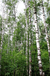 Low angle view of trees in forest