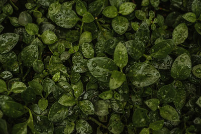Full frame shot of wet leaves
