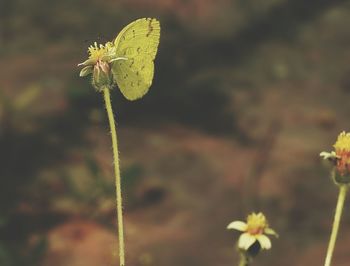 Close-up of insect on flower against blurred background