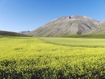 Scenic view of field against clear blue sky