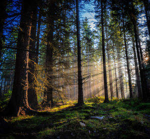 Trees in forest