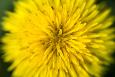 Full frame shot of yellow flower blooming outdoors