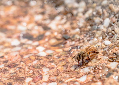 Close-up of insect on rock