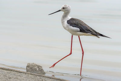 Bird perching on a beach