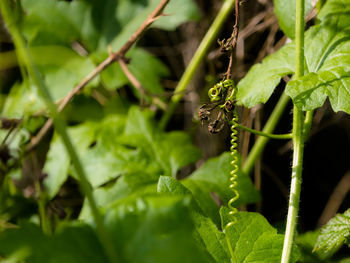 Wild vine tendril close-up, england, uk