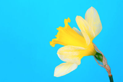 Close-up of yellow flower against blue background