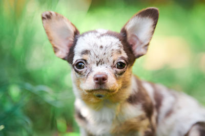 Chihuahua puppy, little dog in garden. cute small doggy on grass. short haired chihuahua breed