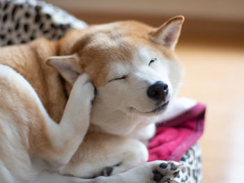 Close-up of a dog resting