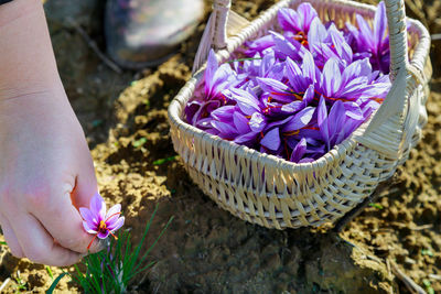 Close-up of hand holding purple crocus flowers