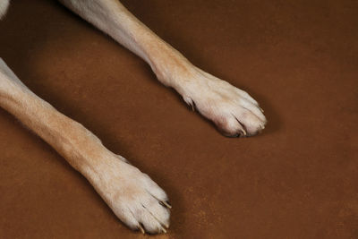 High angle view of dog relaxing