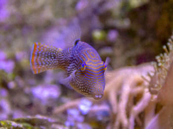 Close-up of fish swimming in sea